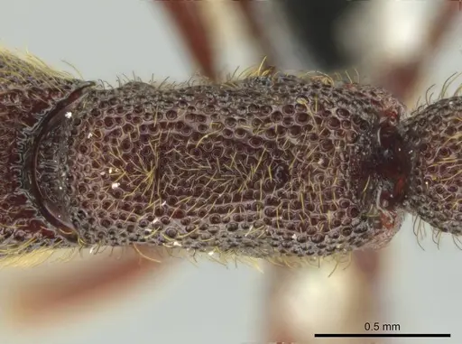 Syscia volucris - CASENT0644413