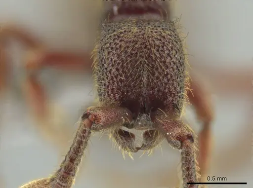 Syscia volucris - CASENT0644413