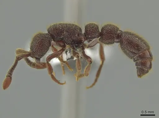 Syscia volucris - CASENT0644413