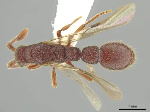 Syscia volucris - INB0003237379