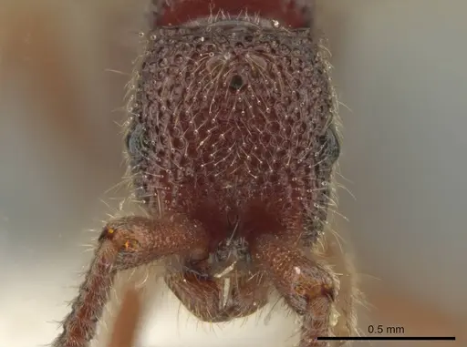 Syscia volucris - INB0003237379