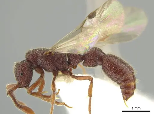 Syscia volucris - INB0003237379