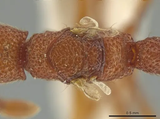 Syscia volucris - INBIOCRI000522290