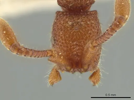 Syscia volucris - INBIOCRI000522290