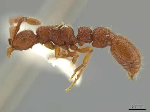 Syscia volucris - INBIOCRI000522290