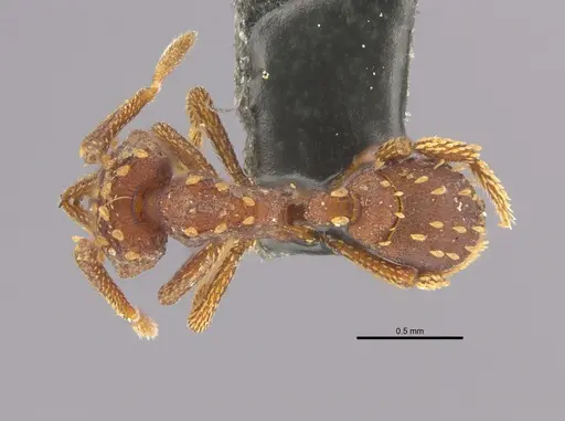 Talaridris mandibularis specimen
