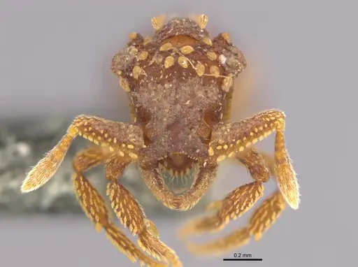 Talaridris mandibularis specimen