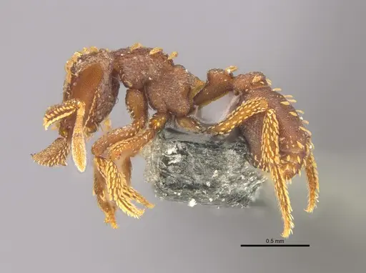 Talaridris mandibularis specimen