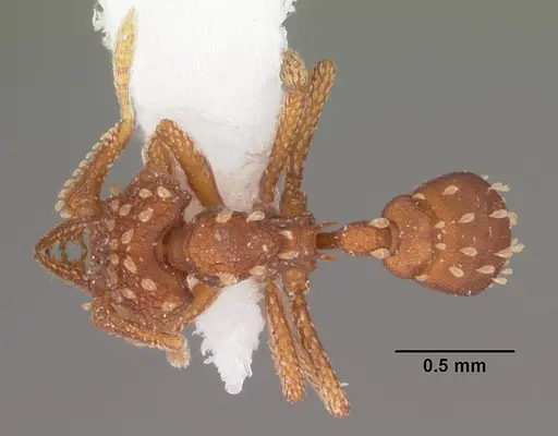 Talaridris mandibularis - CASENT0102365