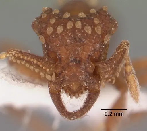 Talaridris mandibularis - CASENT0102365