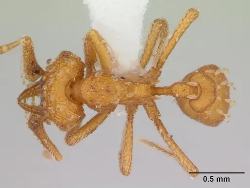 Talaridris mandibularis - CASENT0178733