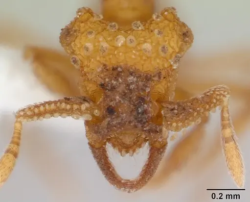 Talaridris mandibularis - CASENT0178733