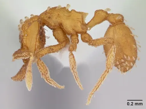 Talaridris mandibularis - CASENT0178733