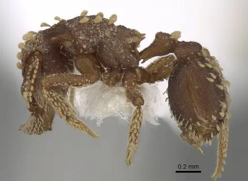 Talaridris mandibularis - CASENT0235384-D01