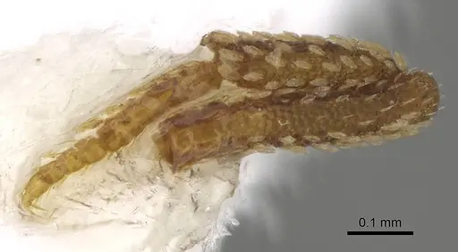 Talaridris mandibularis - CASENT0235384-D01