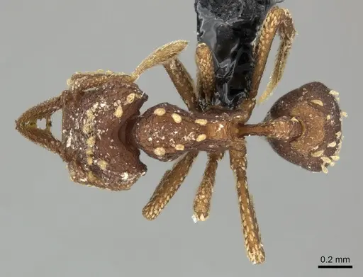 Talaridris mandibularis - CASENT0235384