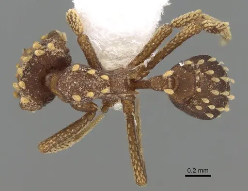 Talaridris mandibularis - CASENT0235384