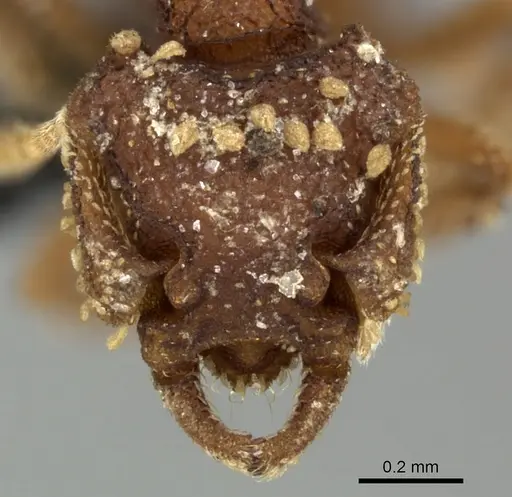 Talaridris mandibularis - CASENT0235384