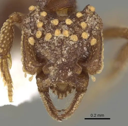 Talaridris mandibularis - CASENT0235384