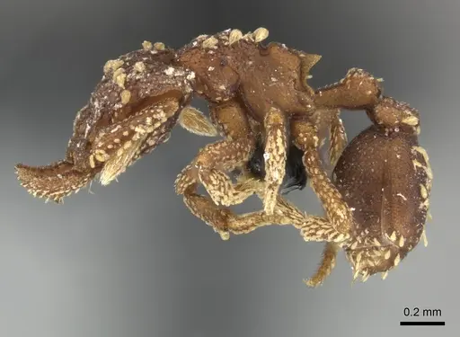 Talaridris mandibularis - CASENT0235384