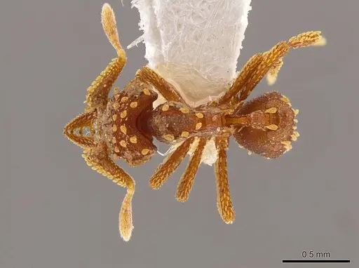 Talaridris mandibularis - CASENT0639188