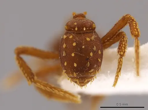 Talaridris mandibularis - CASENT0639188