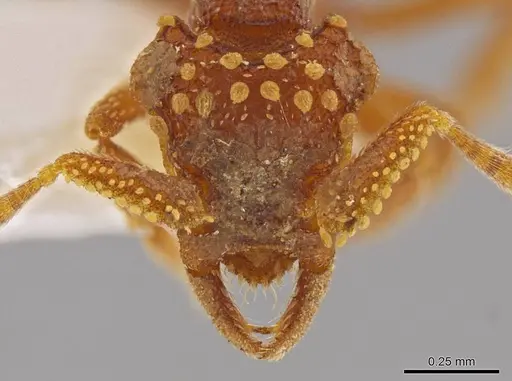 Talaridris mandibularis - CASENT0639188