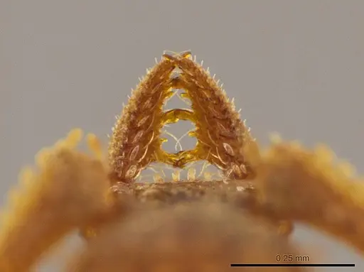 Talaridris mandibularis - CASENT0639188
