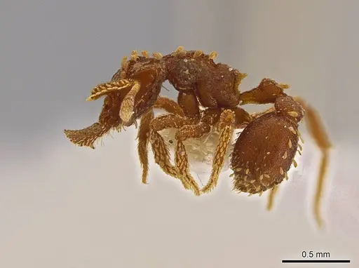 Talaridris mandibularis - CASENT0639188