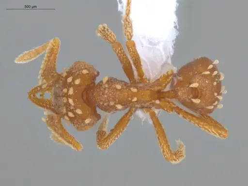 Talaridris mandibularis - ECOFOG-MI15-0170-10