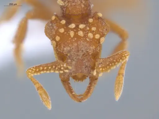 Talaridris mandibularis - ECOFOG-MI15-0170-10