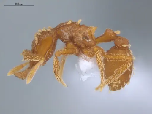 Talaridris mandibularis - ECOFOG-MI15-0170-10