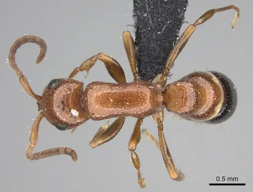 Tanipone aversa specimen