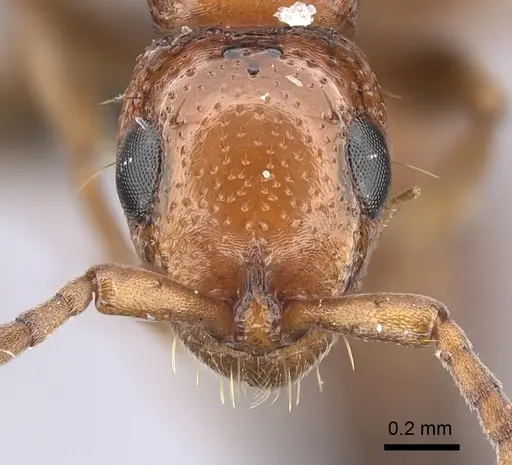 Tanipone aversa specimen