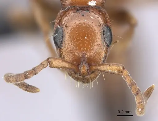 Tanipone aversa specimen