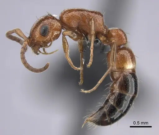 Tanipone aversa - CASENT0207894