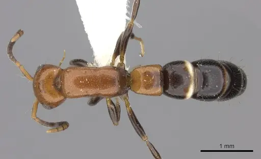 Tanipone cognata specimen