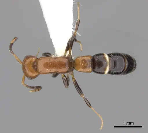 Tanipone cognata specimen