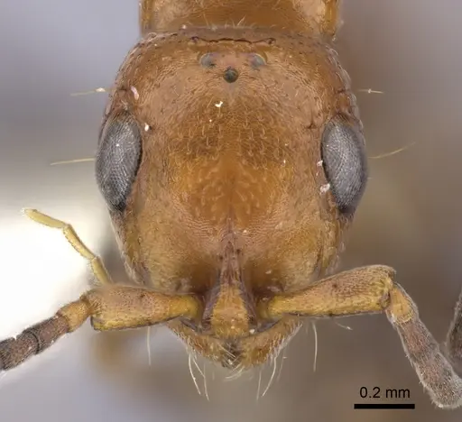 Tanipone cognata specimen