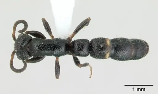 Tanipone hirsuta specimen