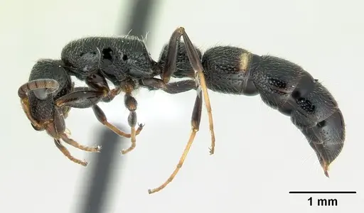 Tanipone hirsuta specimen