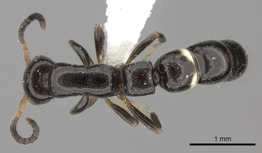 Tanipone maculata specimen