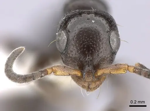 Tanipone maculata specimen