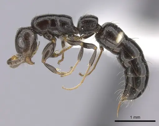 Tanipone maculata specimen