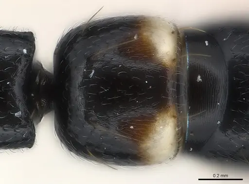 Tanipone maculata - CASENT0002380