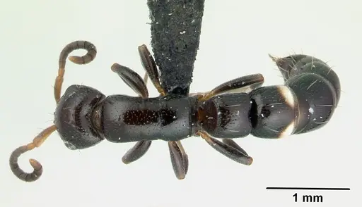 Tanipone maculata - CASENT0002516