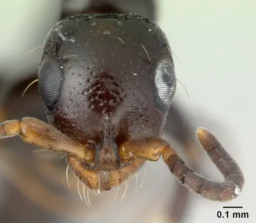 Tanipone maculata - CASENT0002516