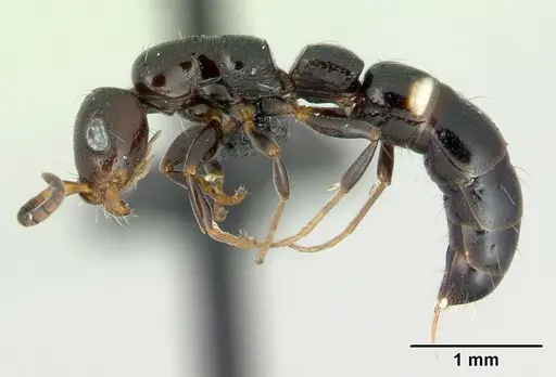 Tanipone maculata - CASENT0002516