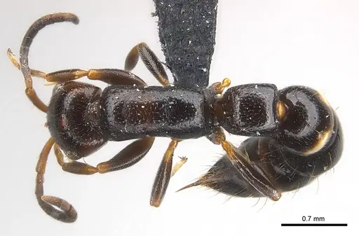 Tanipone maculata - CASENT0002590