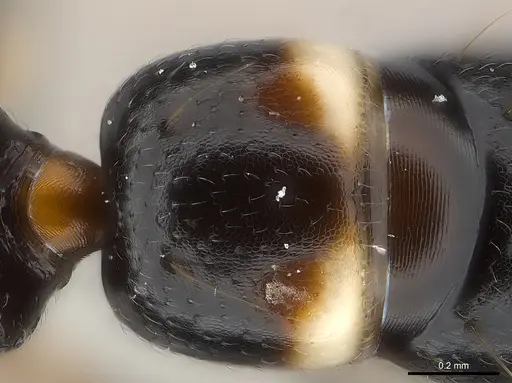 Tanipone maculata - CASENT0002590